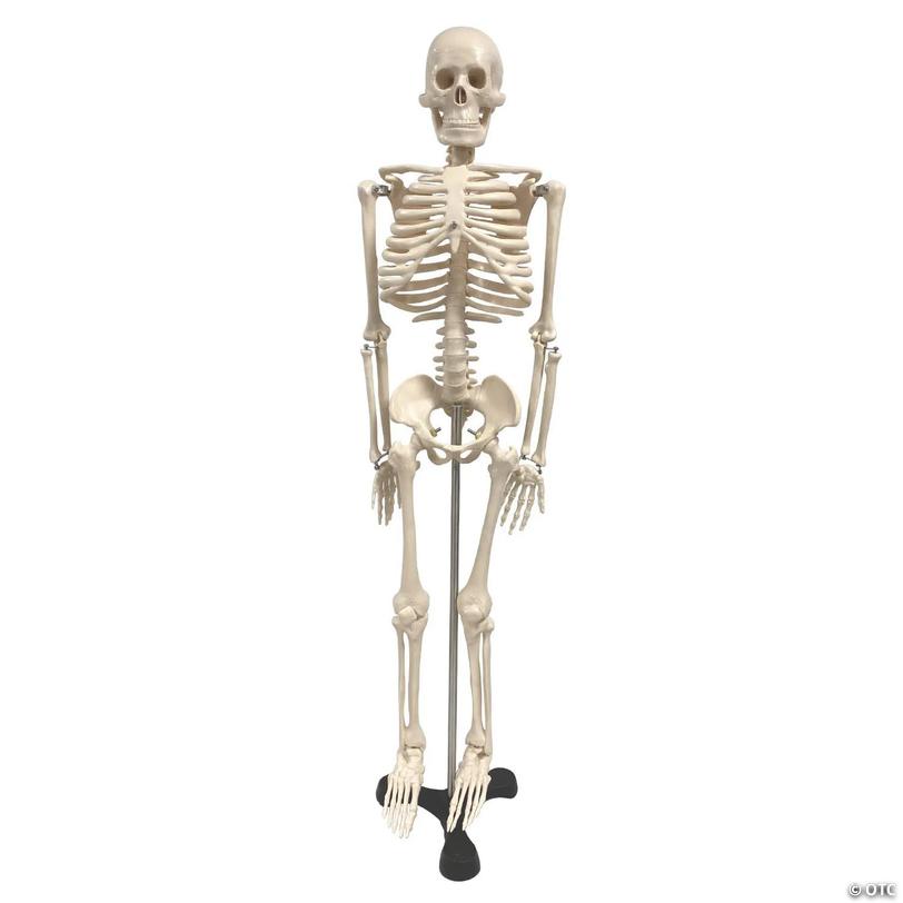 Supertek Human Skeleton Model with Key, 34
