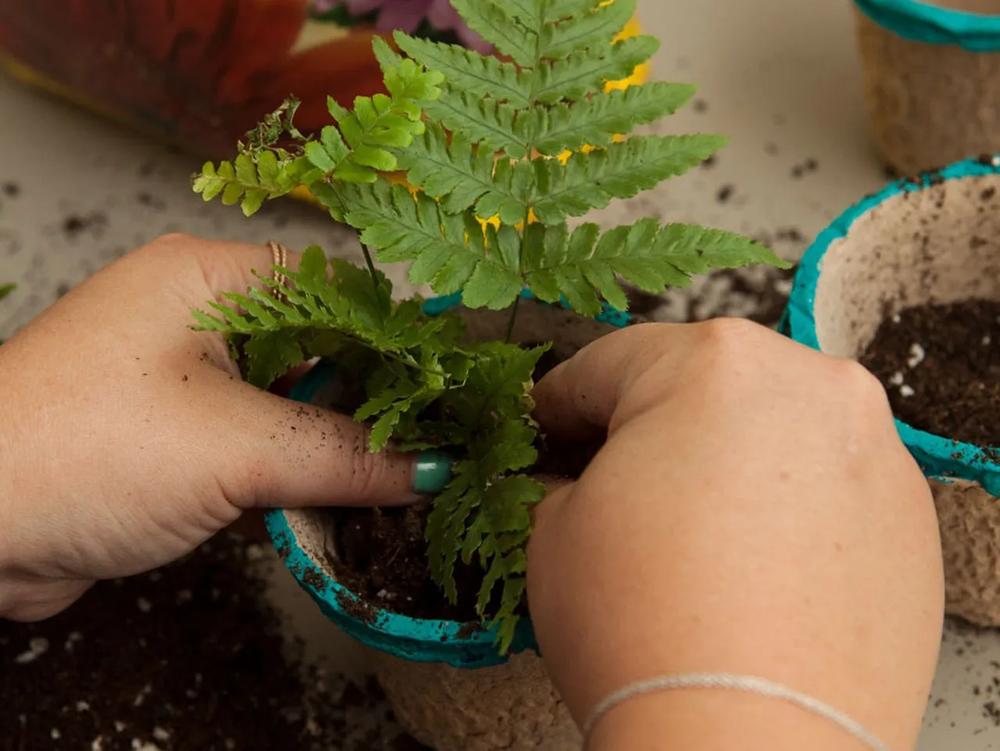DIY Love Fern Boho Wedding Favor step 3