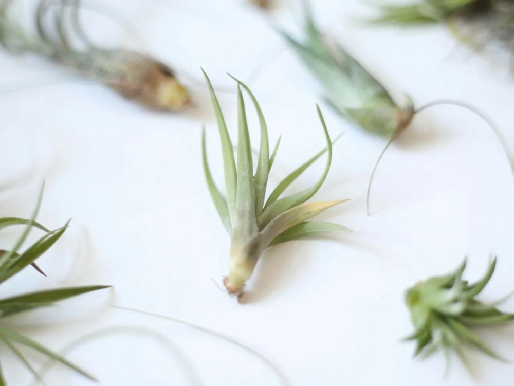 Elegant Plant Terrarium Place Card step 3 part 1